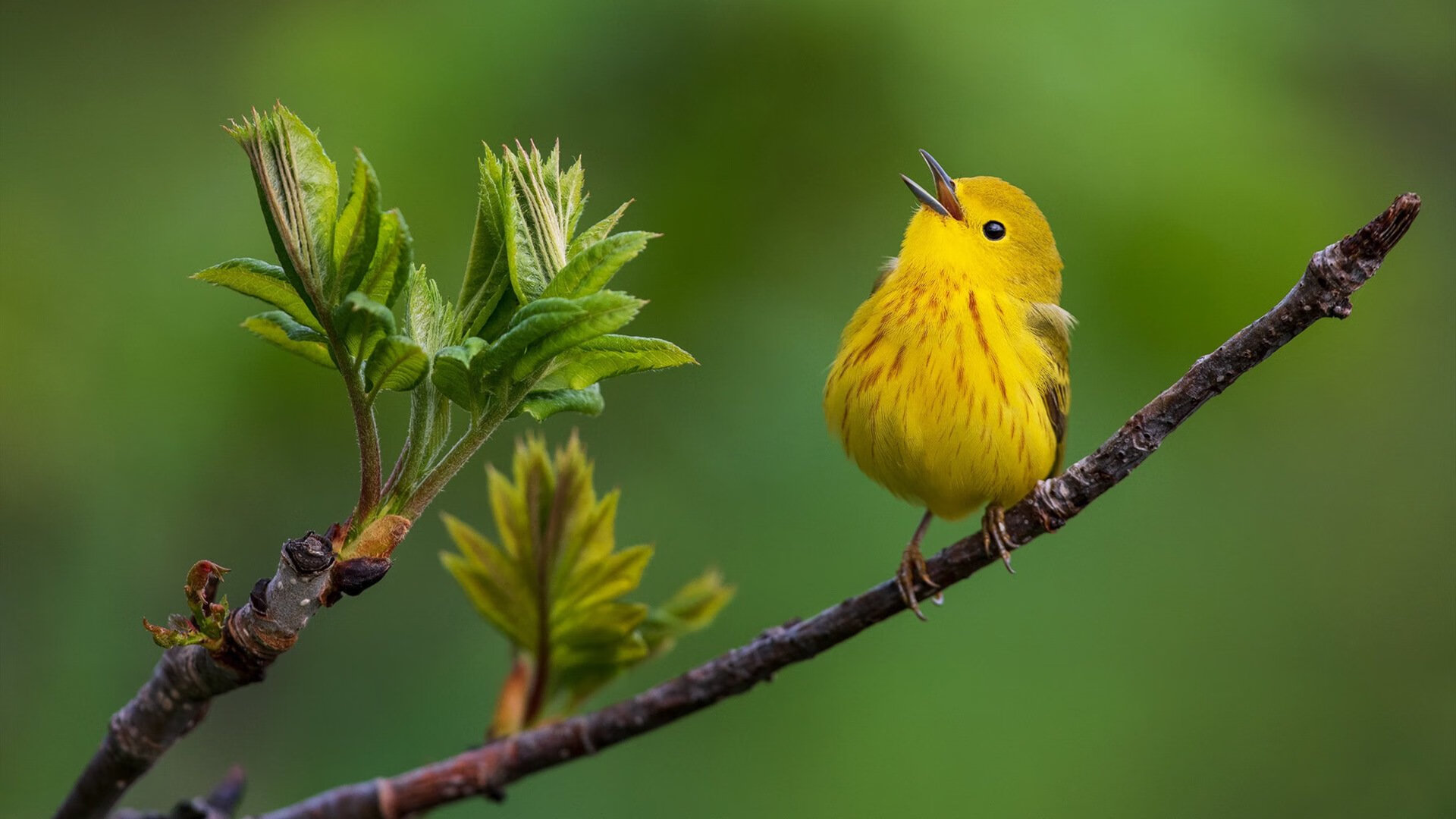 中国男篮突破瓶颈 争取世界舞台一席之地,中国男篮辉煌时刻