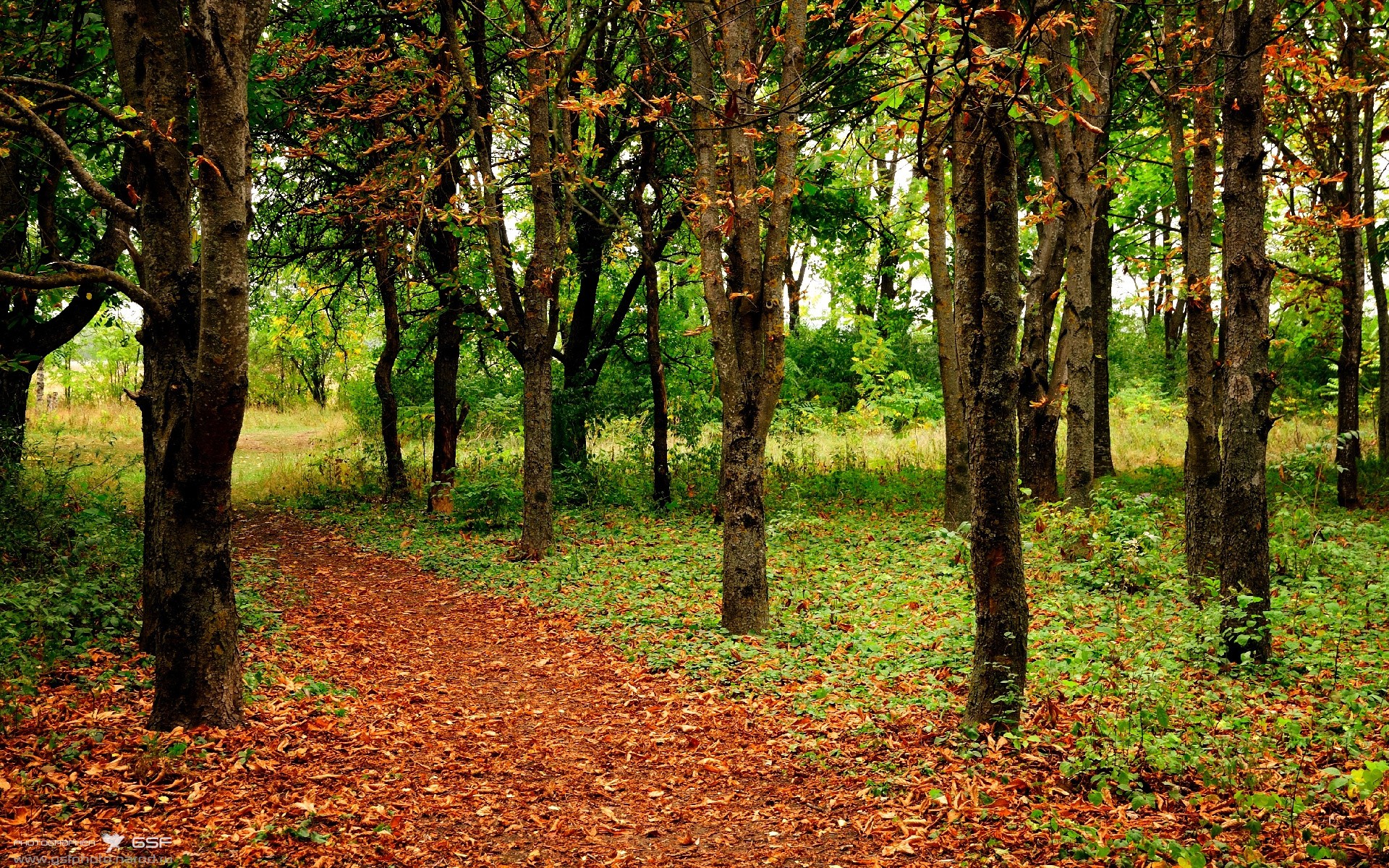 法兰克福后场稳固保障前场推进自由，法兰克福青训