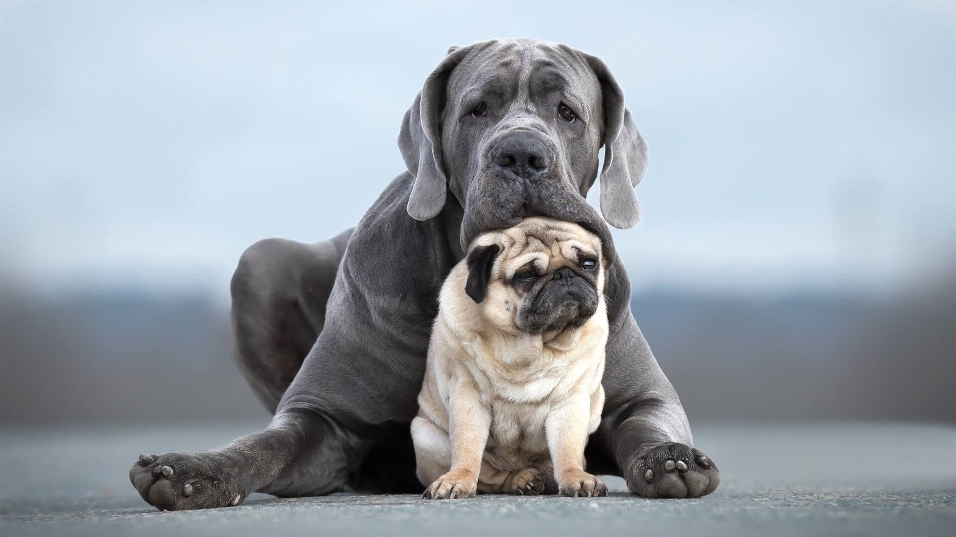 蝶泳高水平选手出发入水角度对比,蝶泳出发规则