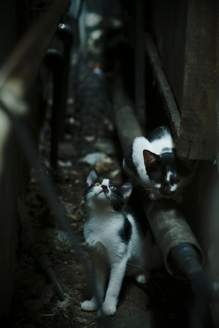 “尼古拉斯·桑特基的精准脚法与组织能力，成就阿根廷美洲狮队的战术深度”