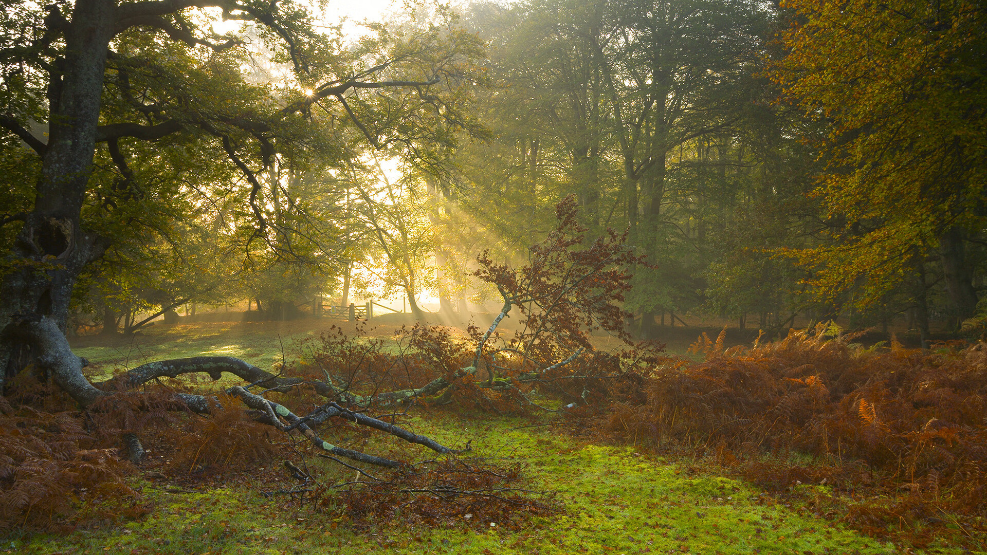 爱游戏中国官方网站平台-冬奥会花样滑冰选手发挥稳定，冬奥会花样滑冰项目介绍
