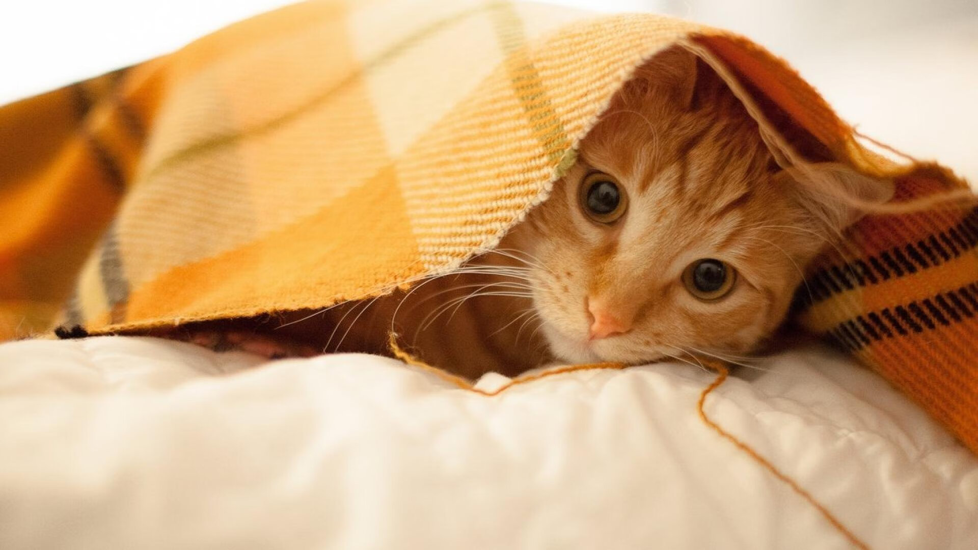 爱游戏 电竞-奇才加强对抗减少轻易得分改善比赛节奏，奇才打强队