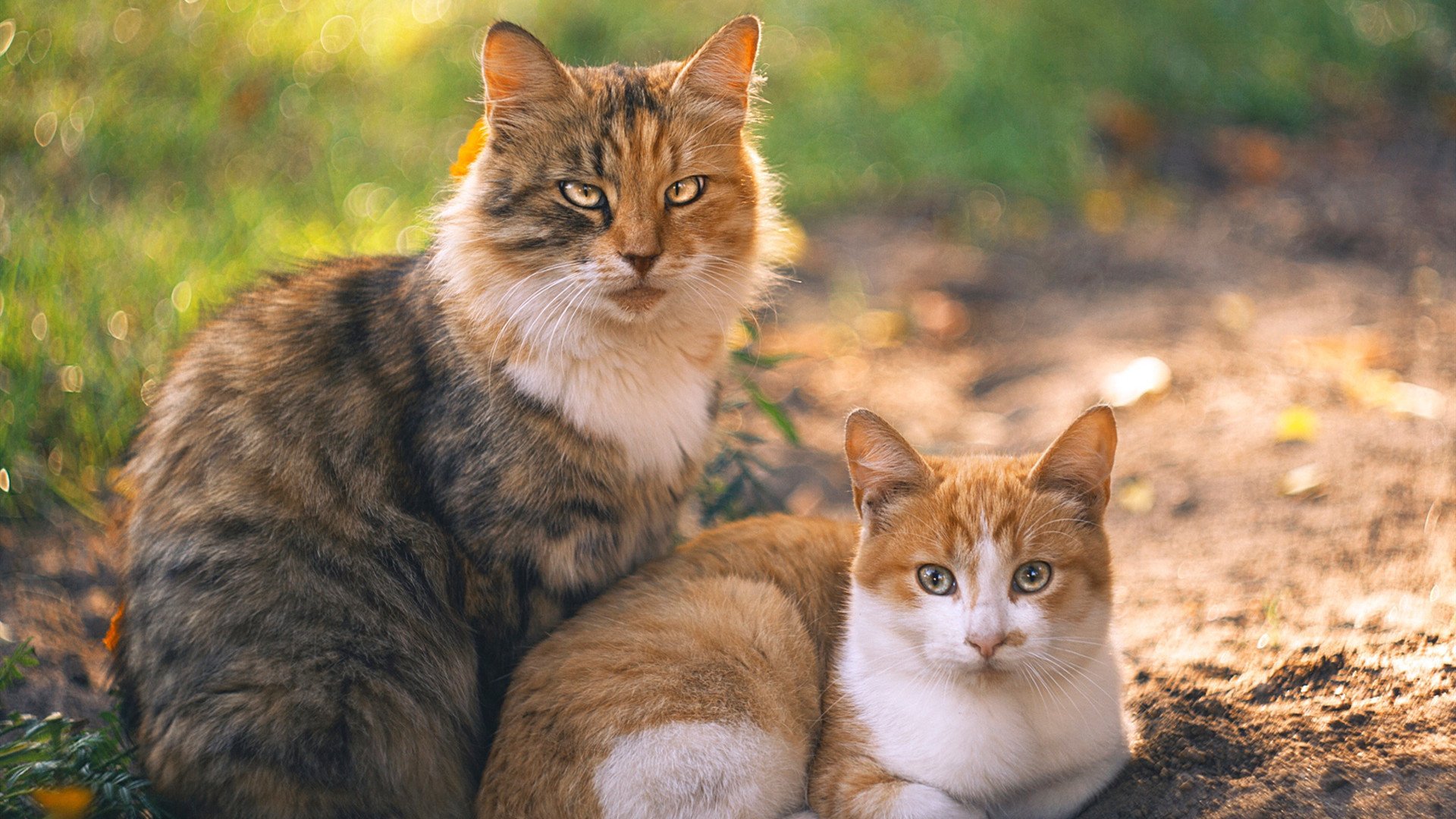 爱游戏体育-戴维·帕特森通过卓越的决策和精准的传球，帮助袋鼠队占据上风