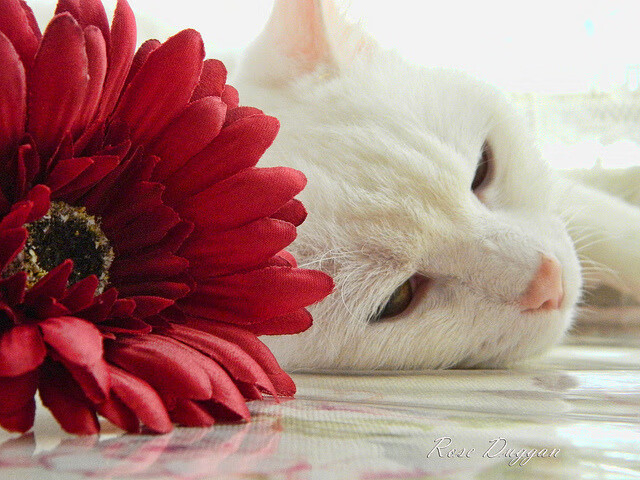 普费夫高难度动作成决赛关键,普费茨纳