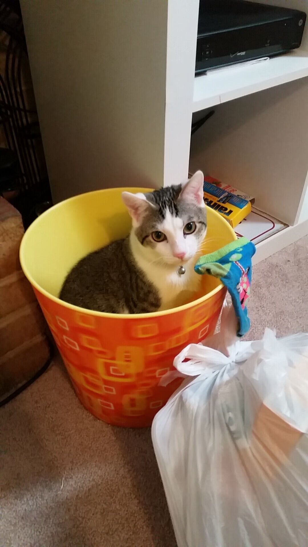 澳大利亚男队全球热度持续攀升,澳大利亚男子足球队名单