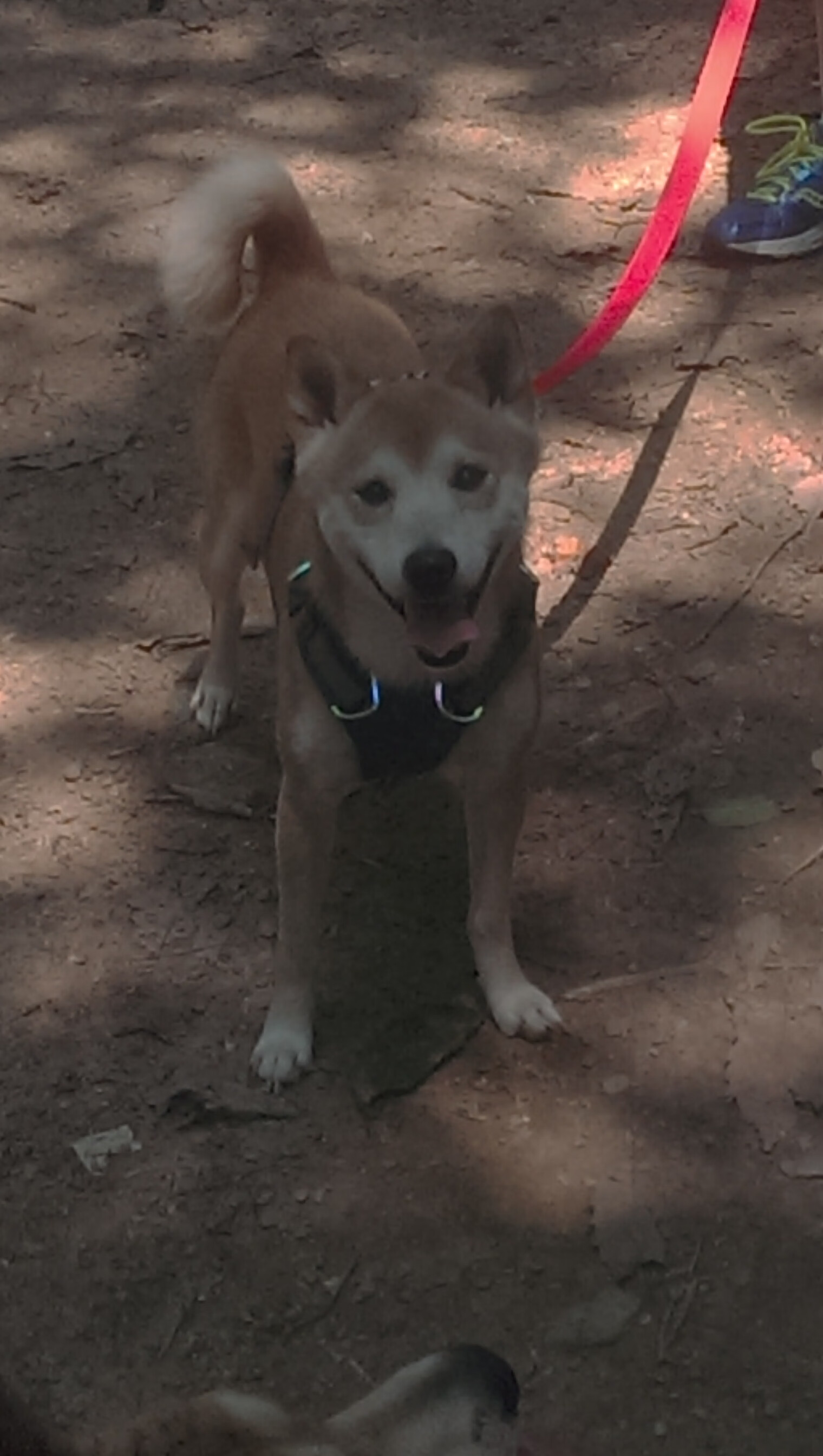 职业教练赴海外深造学习前沿训练理念带回创新方法