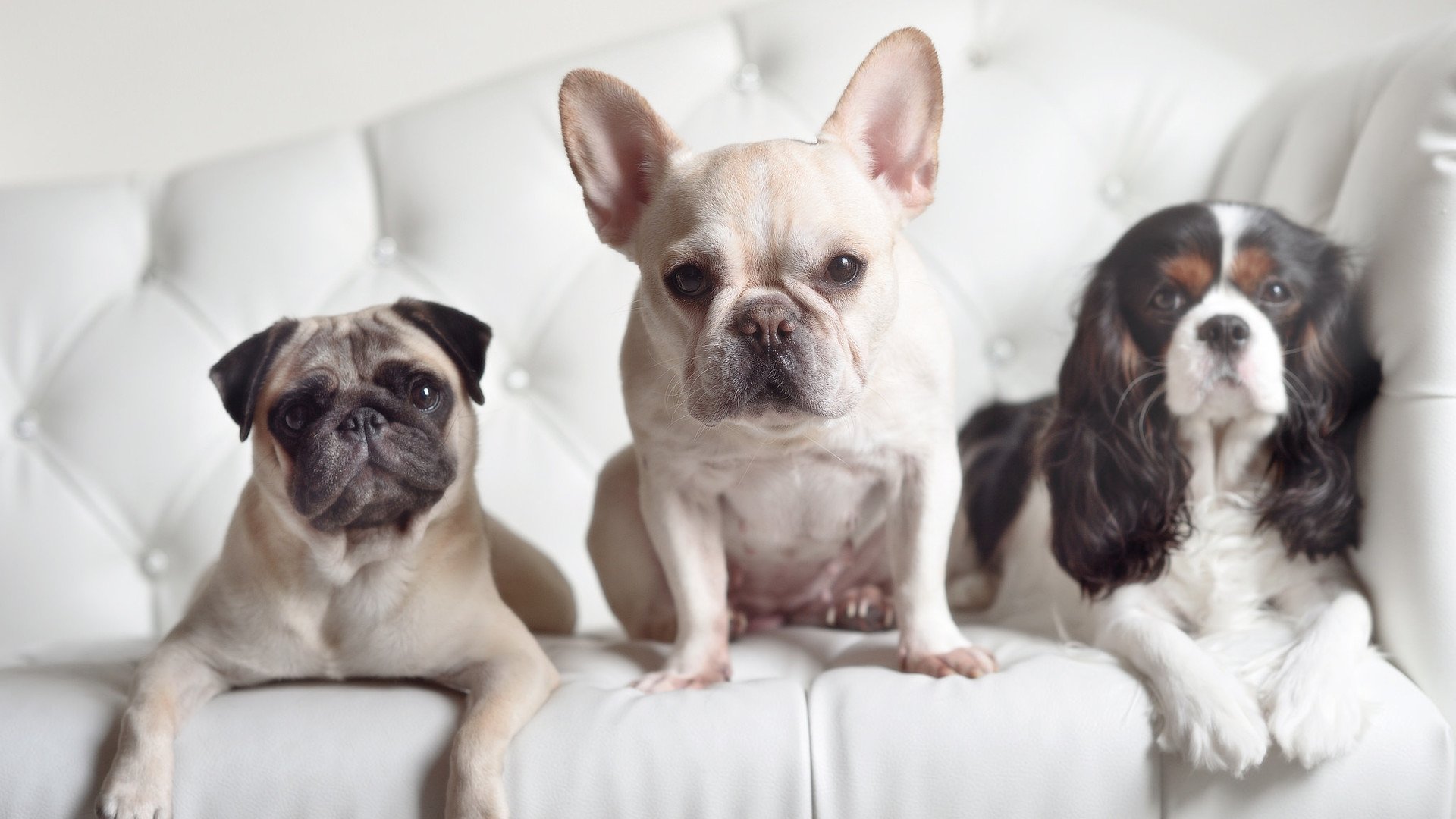 爱游戏体育-东契奇输球 芬兰成为最大黑马，东契奇 足球